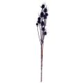 Wild Teasel Dried Flowers Teasel Thistles Violet 55cm 10 Heads | Floristik24.ie