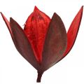 Floristik24 Wild lily red natural decoration dried flowers 6-8cm 50pcs