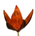 Floristik24 Wild lily on a stem orange 45pcs