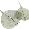 Floristik24 Willow leaves skeletonized dark green, natural decoration, decorative leaves 200 pieces