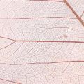 Floristik24 Skeleton leaves willow leaves skeletonized old pink 10-15cm 200pcs