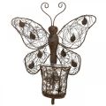 Floristik24 Lantern metal wall decoration butterfly rust decoration 36.5cm