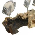Floristik24 Decorative fish on root wood Maritime decorative figures brown 38cm