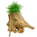 Floristik24 Decorative pot root natural 33cm x 29cm H30cm