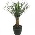 Floristik24 Artificial yucca palm in pot Artificial palm potted plant H52cm