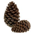 Floristik24 Cones Pinus Maritima 10cm - 15cm natural 3pcs