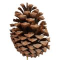 Floristik24 Cones Maritima Maritime Pine Natural 5-10cm on stick 50pcs