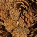 Pine cone planter, star shape,