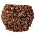 Decorative planter with pine