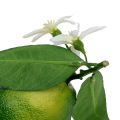 Floristik24 Lemons with blossom 9,5cm green 4pcs