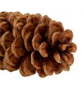Floristik24 Sugar pine cones natural 20-25cm