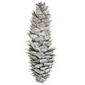 Floristik24 Sugar pine cones, whitewashed 20cm - 30cm