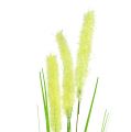 Floristik24 Onion grass 68cm green 6pcs