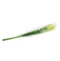 Floristik24 Onion grass 68cm green 6pcs