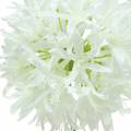 Floristik24 Ornamental onion Allium artificial white Ø12cm H62cm