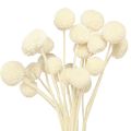 Floristik24 Craspedia dried drumsticks cream 45-55cm 20 pcs