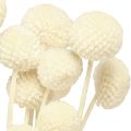Craspedia dried drumsticks cream 45-55cm 20 pcs | Floristik24.ie