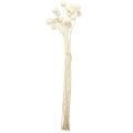 Craspedia dried drumsticks cream 45-55cm 20 pcs | Floristik24.ie