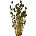 Floristik24 Strawberry thistle dried decoration, olive green, Ø1–2cm, L55cm, 100g