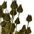 Strawberry thistle dried decoration, olive green, Ø1–2cm, L55cm, 100g | Floristik24.ie