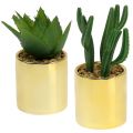 Floristik24 Cacti green in golden pot 12cm - 17cm 4pcs