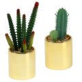 Floristik24 Cacti green in golden pot 12cm - 17cm 4pcs