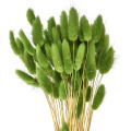 Floristik24 Hare's tail grass ornamental grass Lagurus olive green L65cm 50g