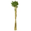 Hare's tail grass ornamental grass Lagurus olive green L65cm 50g | Floristik24.ie
