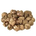 Floristik24 Golden autumn fruits, festive autumn decorations, natural decorative acorns, Advent decoration Ø1.5 – 2.5cm L1.5 – 3cm 300g
