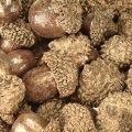 Golden autumn fruits, festive