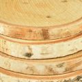 Wooden discs with bark birch disc natural Ø9-10cm 7 pcs | Floristik24.ie