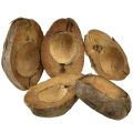 Floristik24 Coconut planter, natural, 20cm, 5 pieces