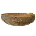 Coconut planter, natural, 20cm, 5 pieces | Floristik24.ie