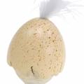 Floristik24 Chick in the eggshell white, cream 6cm 6pcs
