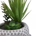 Floristik24 Artificial Succulent Flower Pot Buddha Ø12cm H25cm