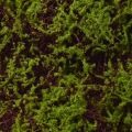 Artificial Moss Large Moss Mat Brown Green 100×50cm | Floristik24.ie