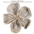 Landlotus White Washed 6-12cm 50 pcs | Floristik24.ie