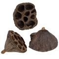Floristik24 Lotus bulb small 100 pcs. natural