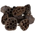 Lotus bulb small 100 pcs. natural | Floristik24.ie