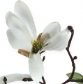 Floristik24 Decorative branch magnolia 40cm white 4pcs