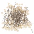 Floristik24 Pearl-headed pins Ø6mm 65mm Champagne