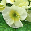 Floristik24 Artificial flowers primrose cream