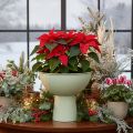 Bowl with stand for plants, decorative bowl, 25cm | Floristik24.ie