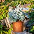 Planter patina Deko Metal With Tap H25/37/43cm Set of 3 pcs | Floristik24.ie